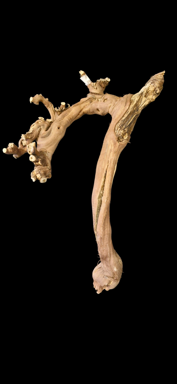 Pied de vigne 65.5 cm