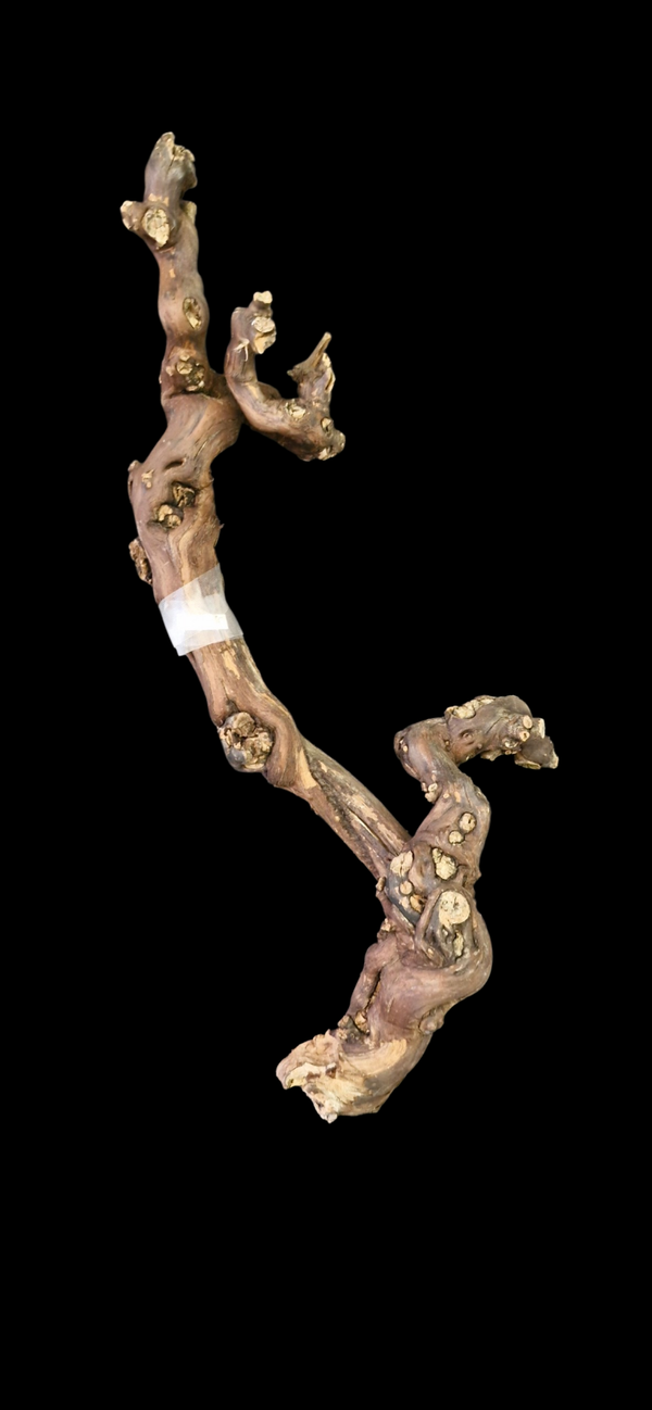 Pied de vigne 55.6 cm