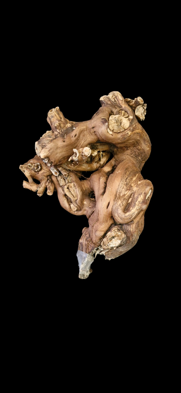 Pied de vigne 34 cm par 21 cm