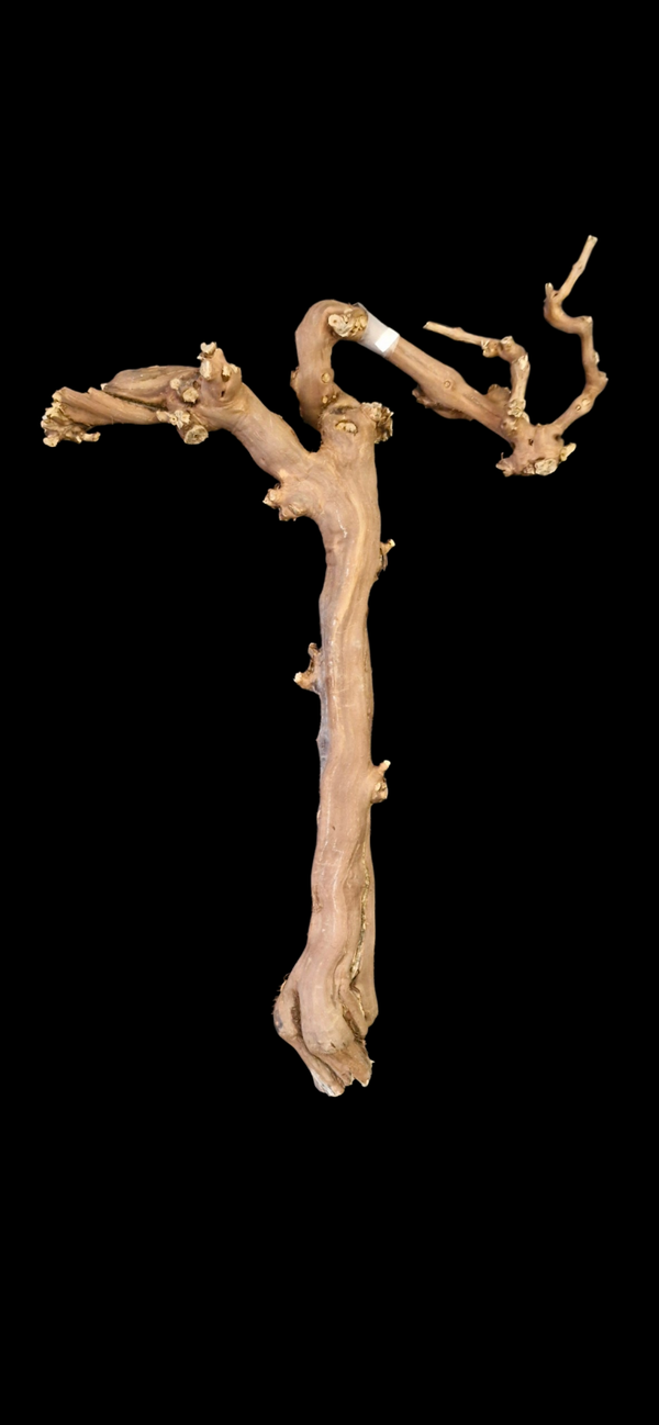 Pied de vigne 72 cm