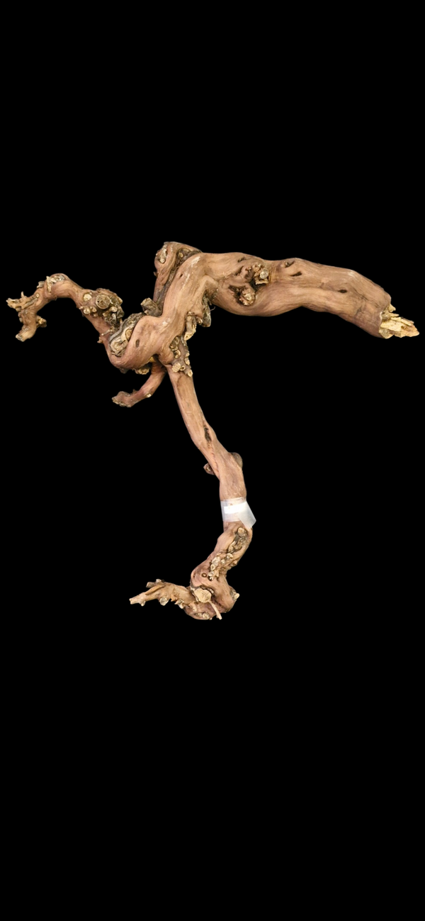 Pied de vigne 51.5 cm