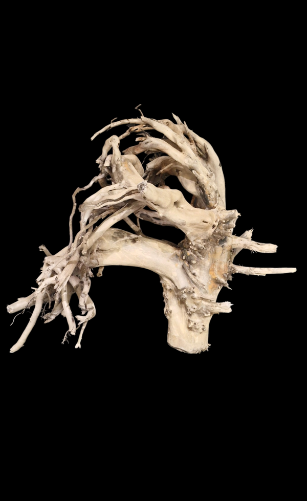 Magnifique Racine flotté 73 cm par 61 cm