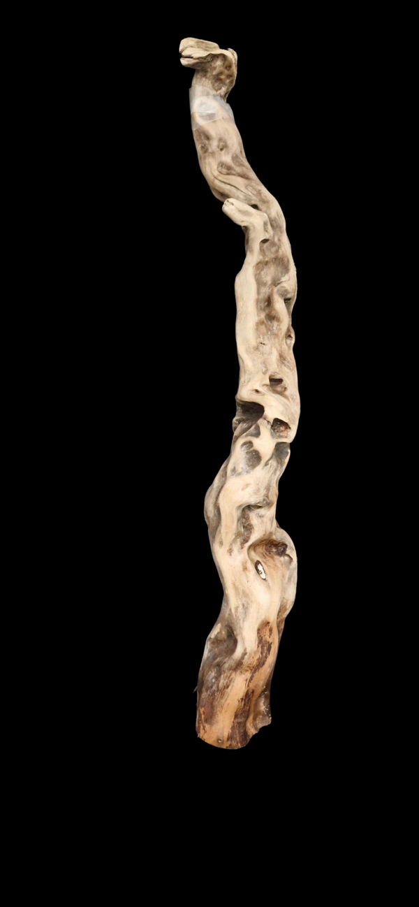 Racine flotté 72.2 cm