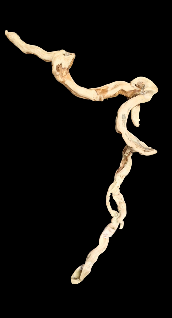 Racines flotté original 77.5 cm