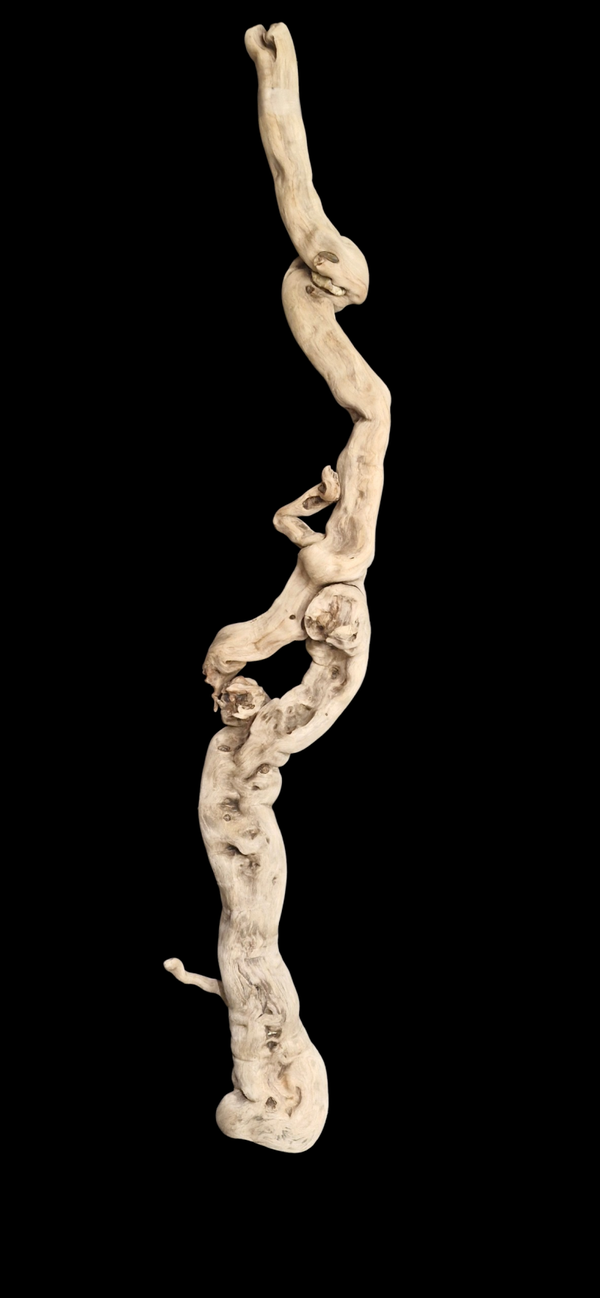 Magnifique Racine flotté 124 cm