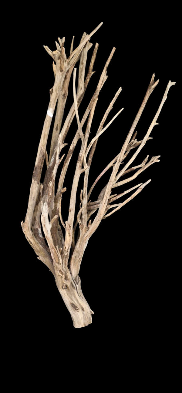 Magnifique Racine flotté 101 cm