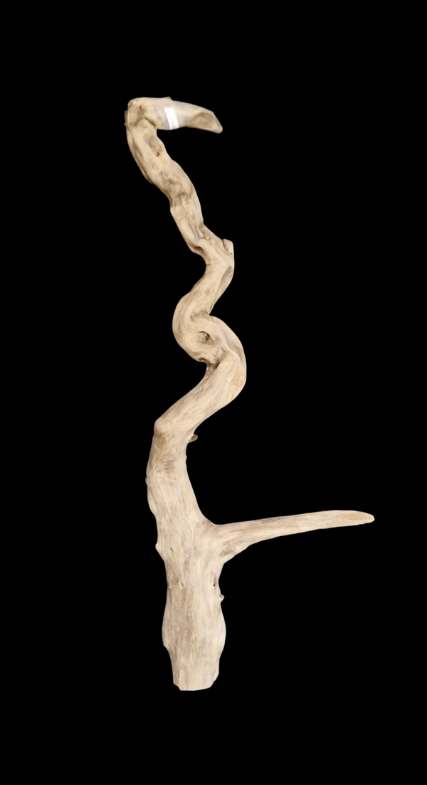 Racines flotté 73.8 cm