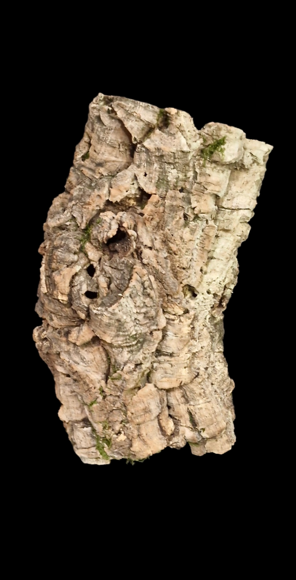 Tube de liège 29 cm Tiens seul debout