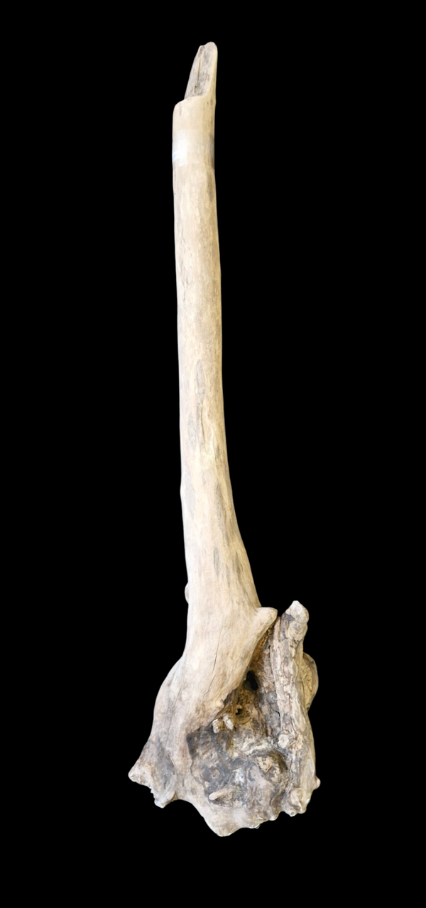 Beau bois flotté 89.5 cm