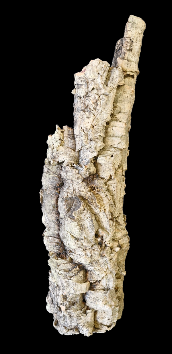 Tube de liège 48.8 cm Tiens seul debout