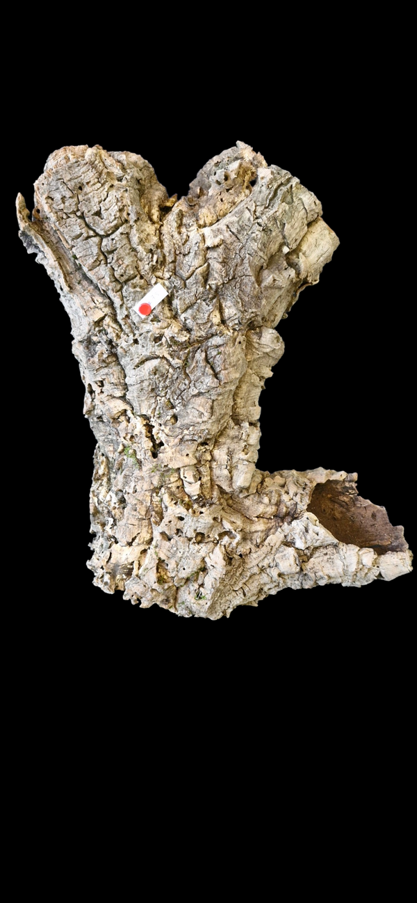 Tube de liège 43 cm tiens seul debout