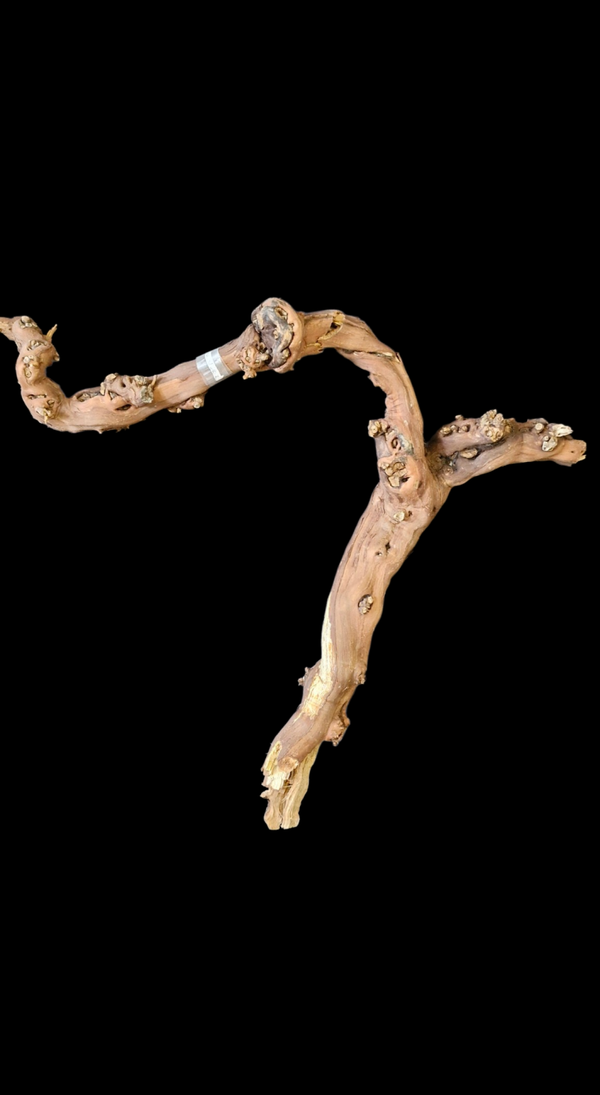 Pied de vigne 64 cm à 57.5 cm