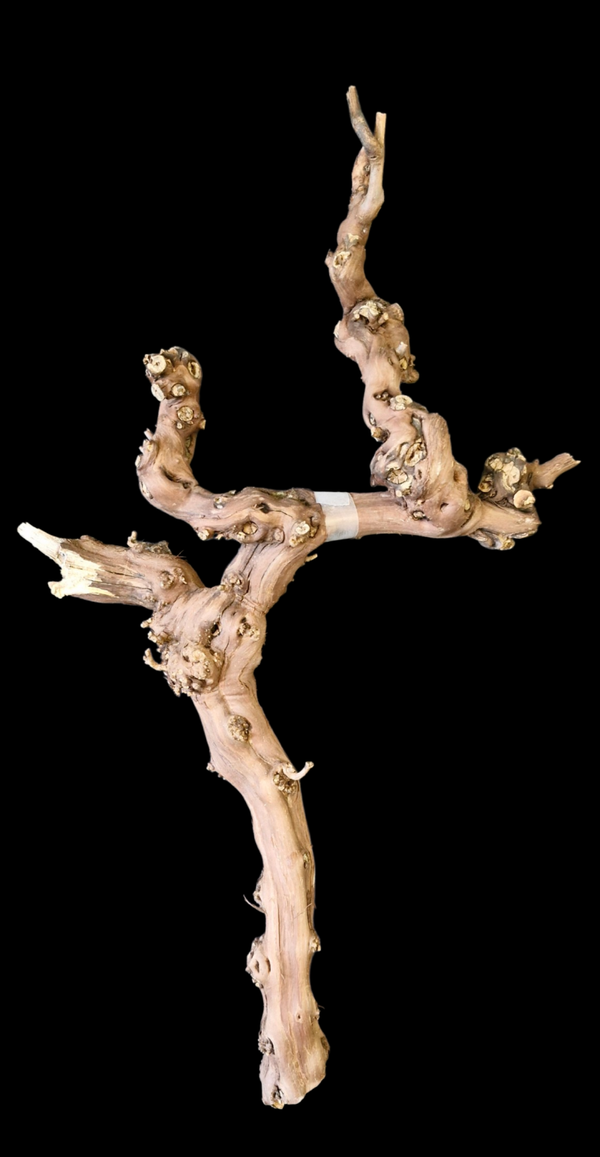 Pied de vigne 77.9 cm