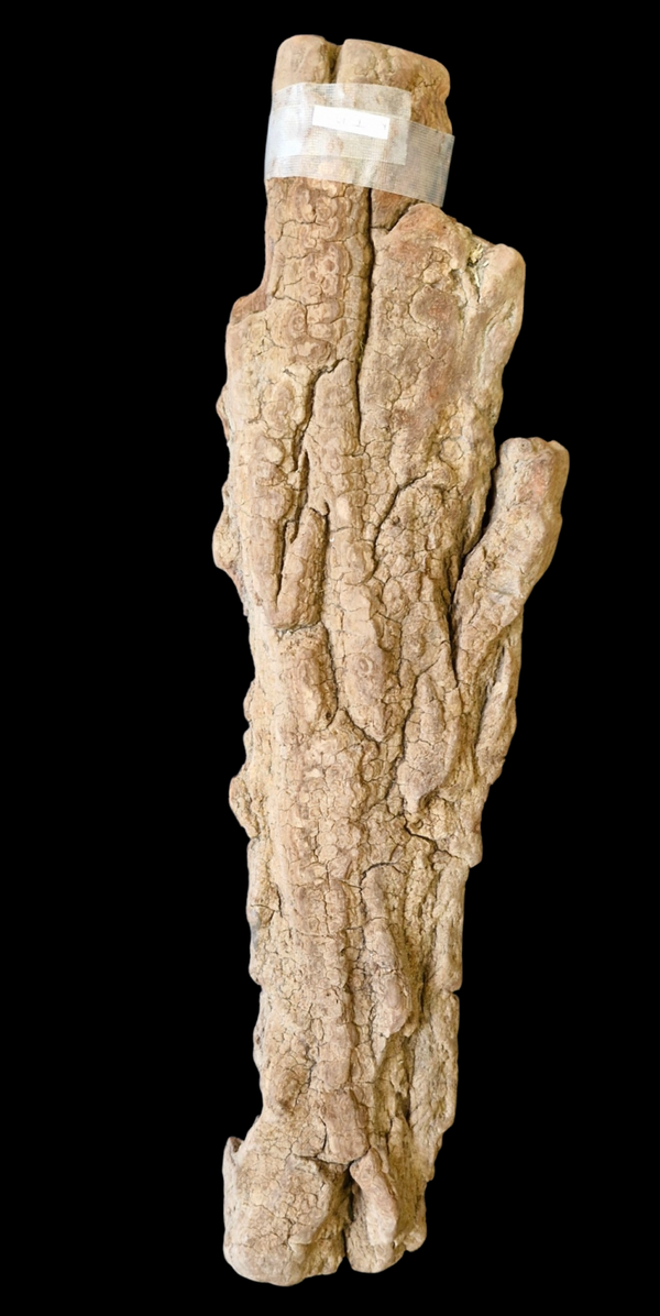 Écorces flotté 55.7 cm