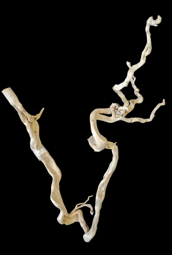 Racine flotté original 48.7 cm