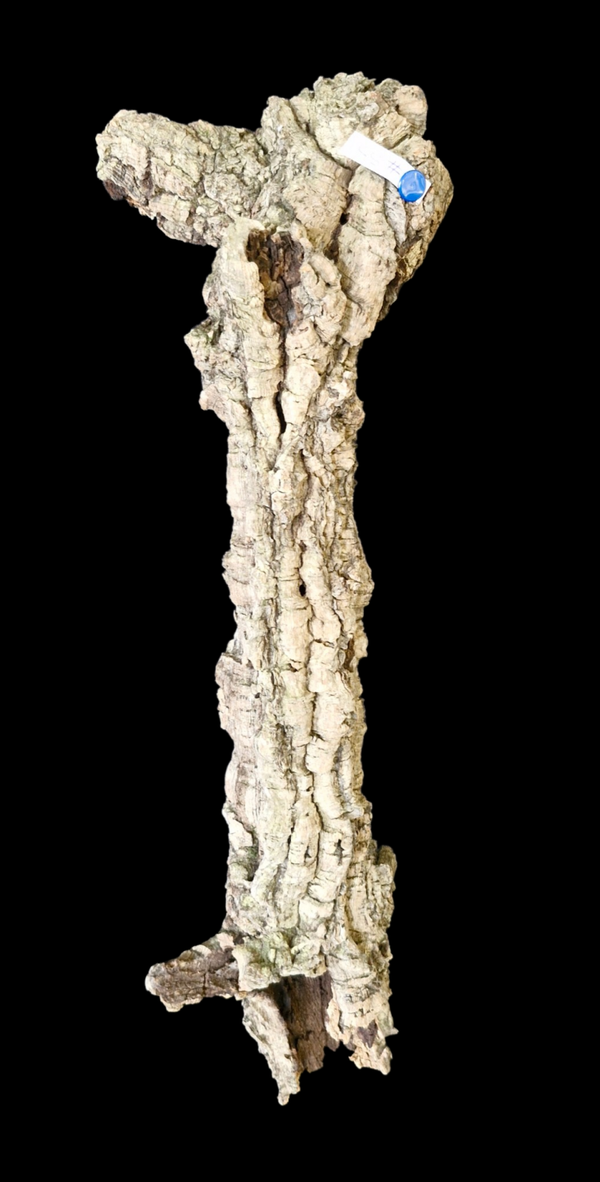 Branche de liège 41.6 cm
