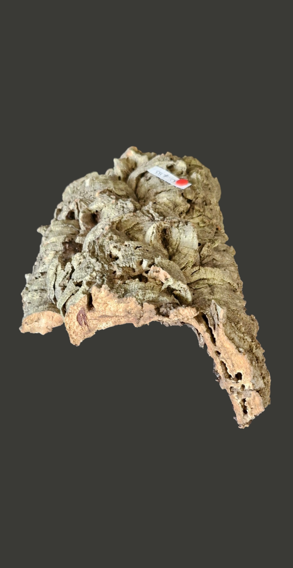Écorces de liège pont 29.4 cm