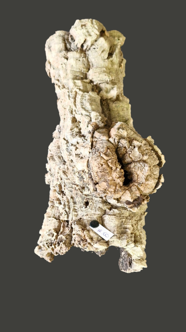 Ecorce de liège (pont) 30.5 cm