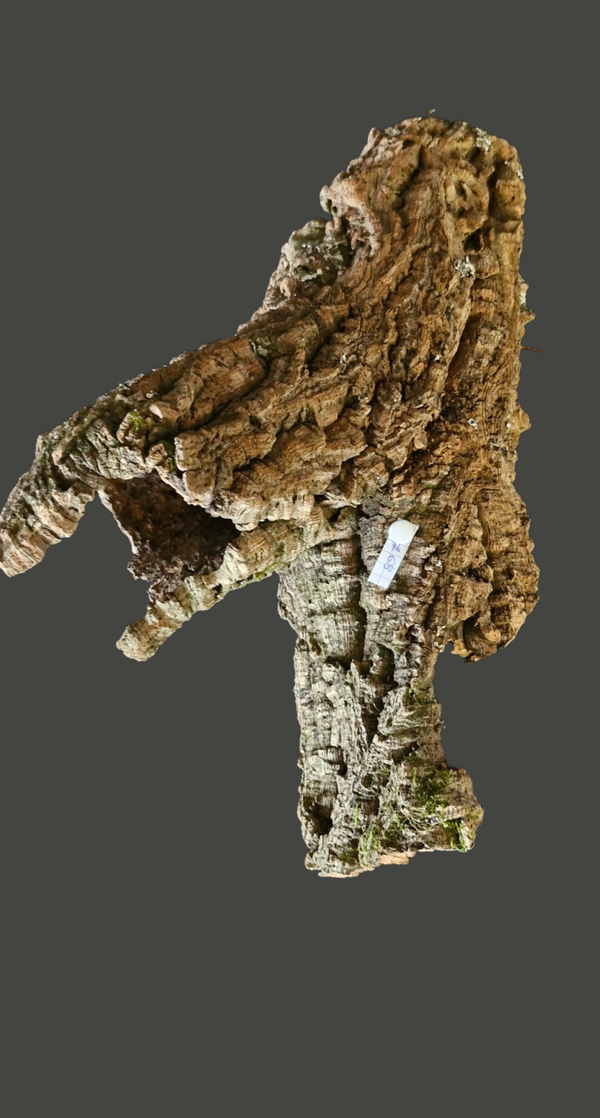 Écorces de liège forme un pont 33.7 cm