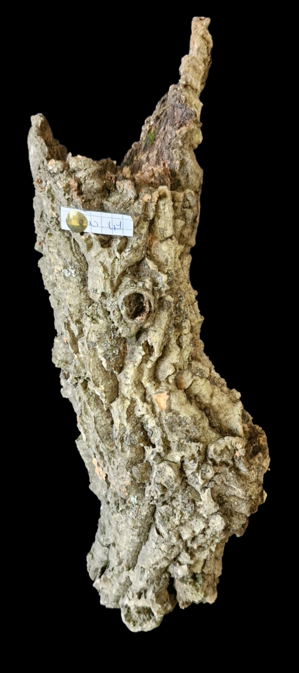 Tube de liège 31.5 cm Tiens seul debout