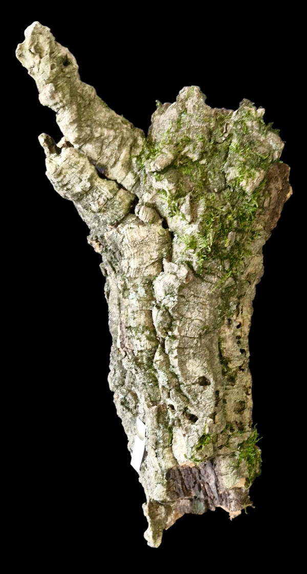 Tube de liège 32 cm 2 entrées