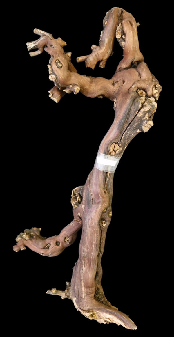 Pied de vigne 58.5 cm