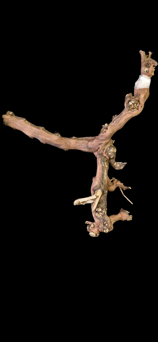 Pied de vigne 63.5 cm par 40 cm