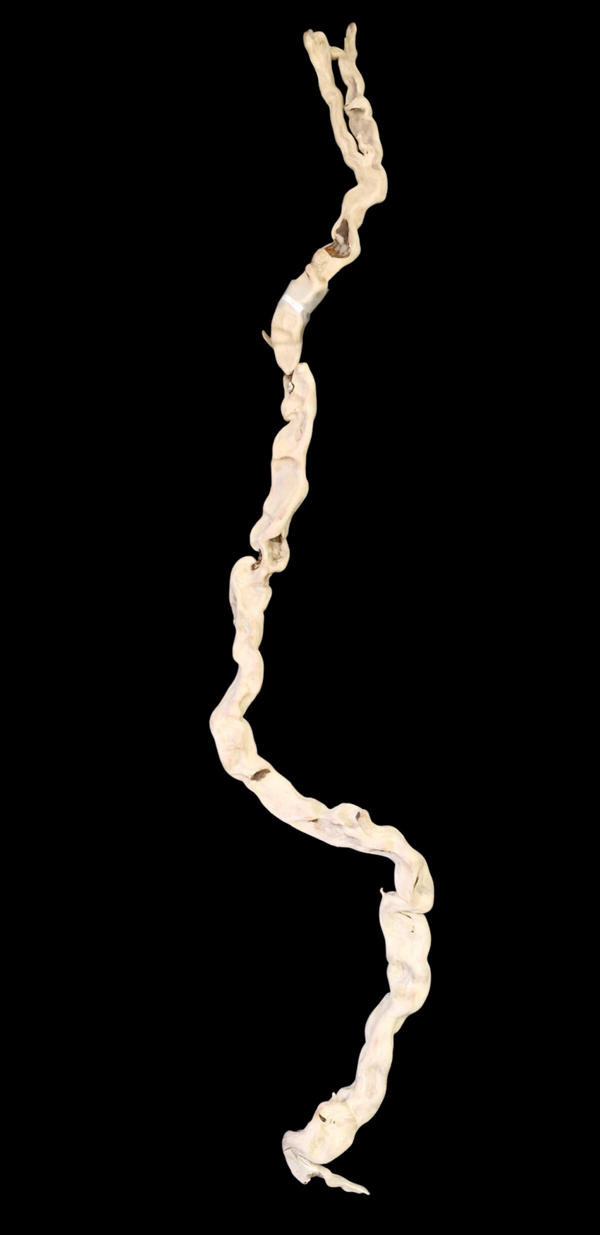 Belle racines flotté 105.5 cm