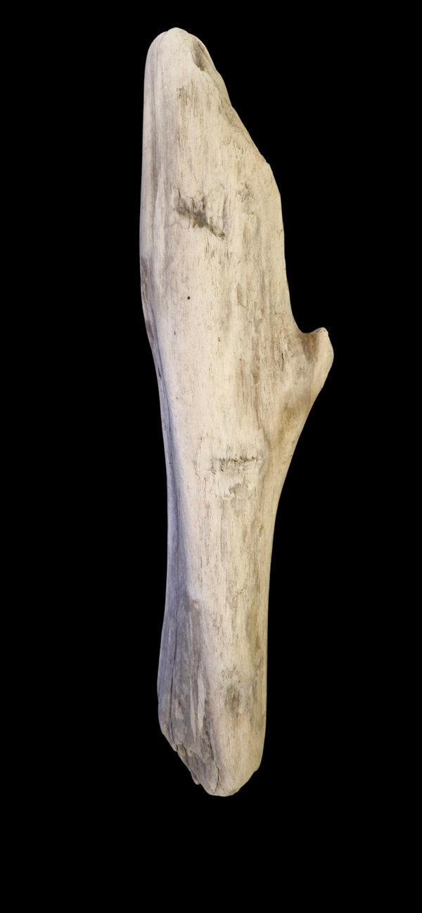 Bois flotté 41.7 cm