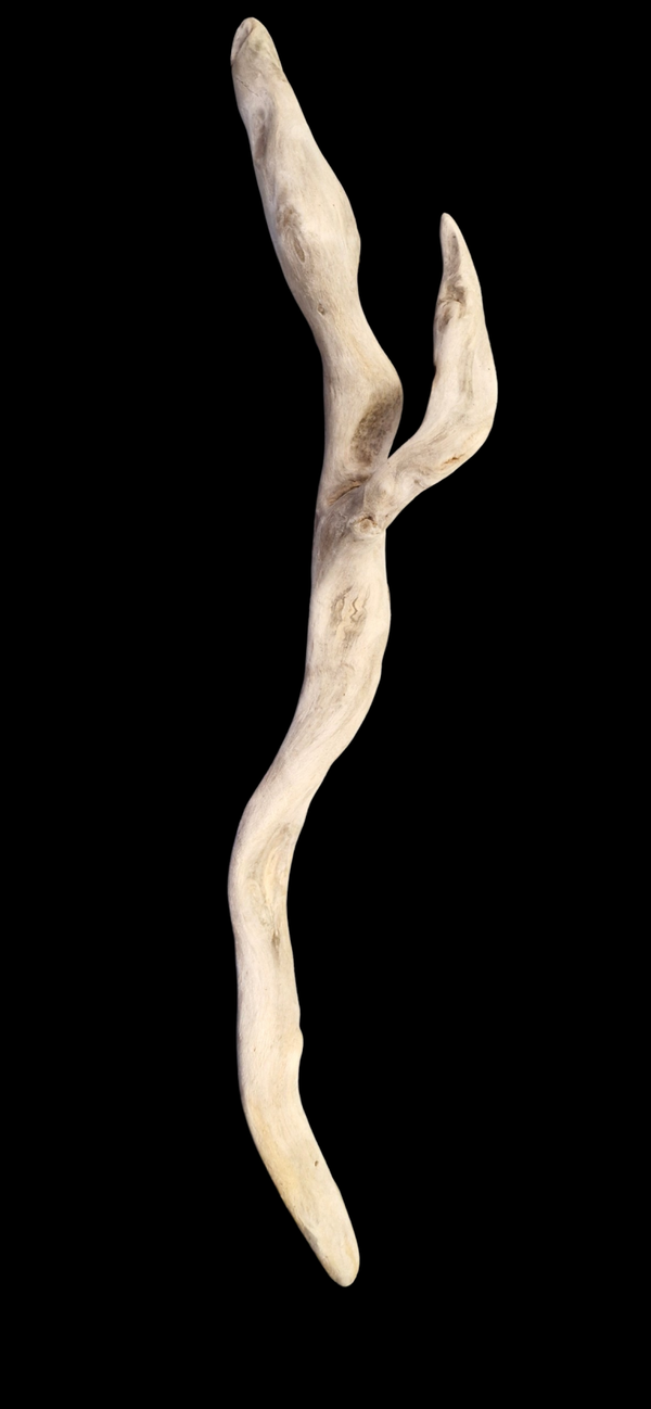 Bois flotté 65.4 cm