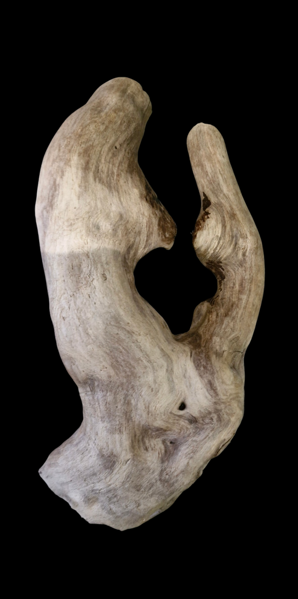 Racines flotté 39.1 cm