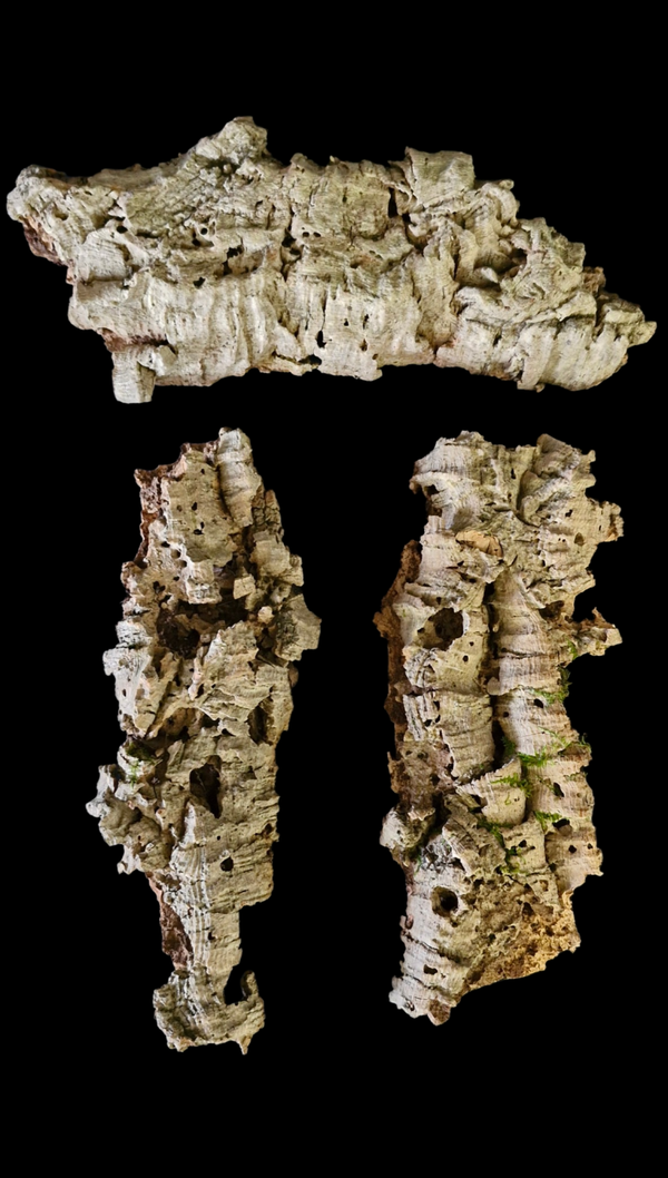 Lot de 3 écorces de liège 31 cm à 28 cm
