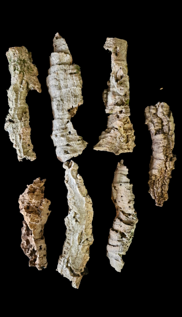 Lot de 7 écorces de liège 21.5 cm à 16 cm