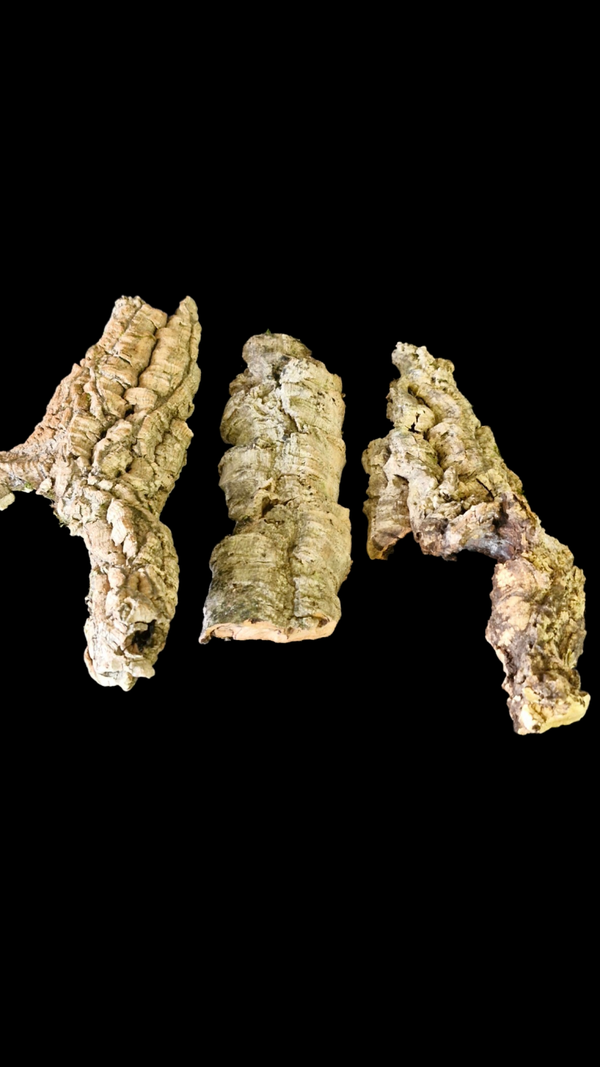 Lot de 3 écorces de liège (pont) 31.5 cm à 25 cm