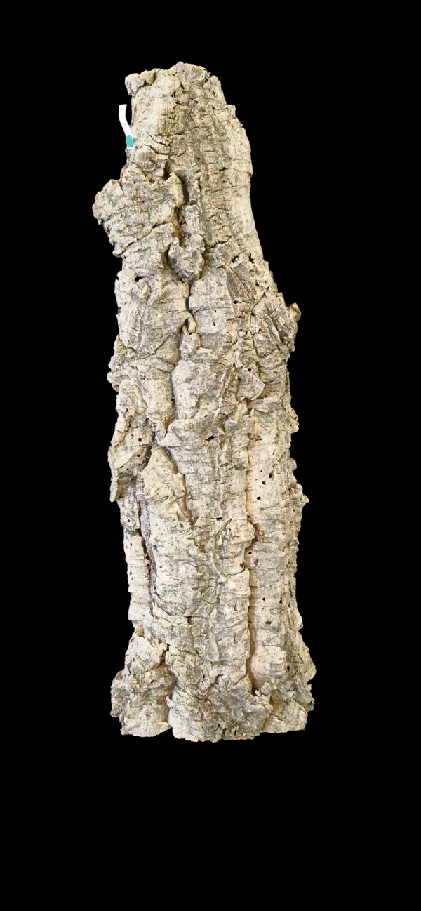 Tube de liège tiens seul debout 67 cm