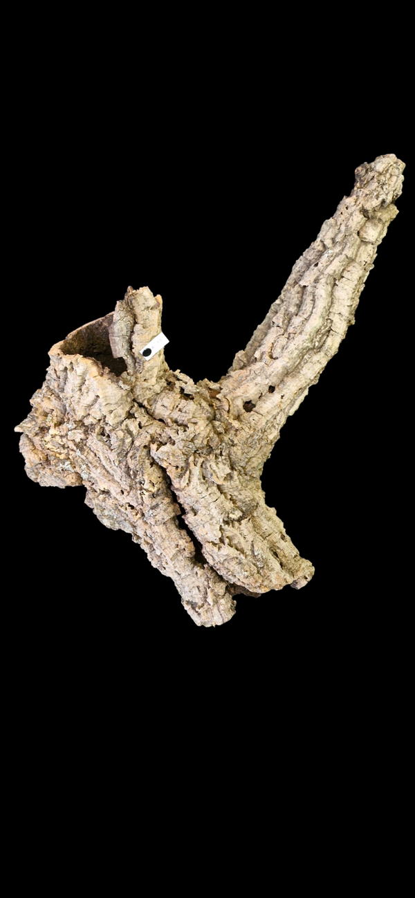 Tube de liège original 46.4 cm à 40.5 cm