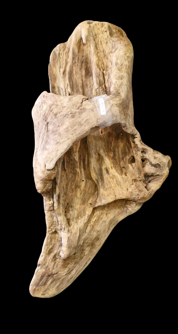 Beau bois flotté forme un creux naturelle 68 cm