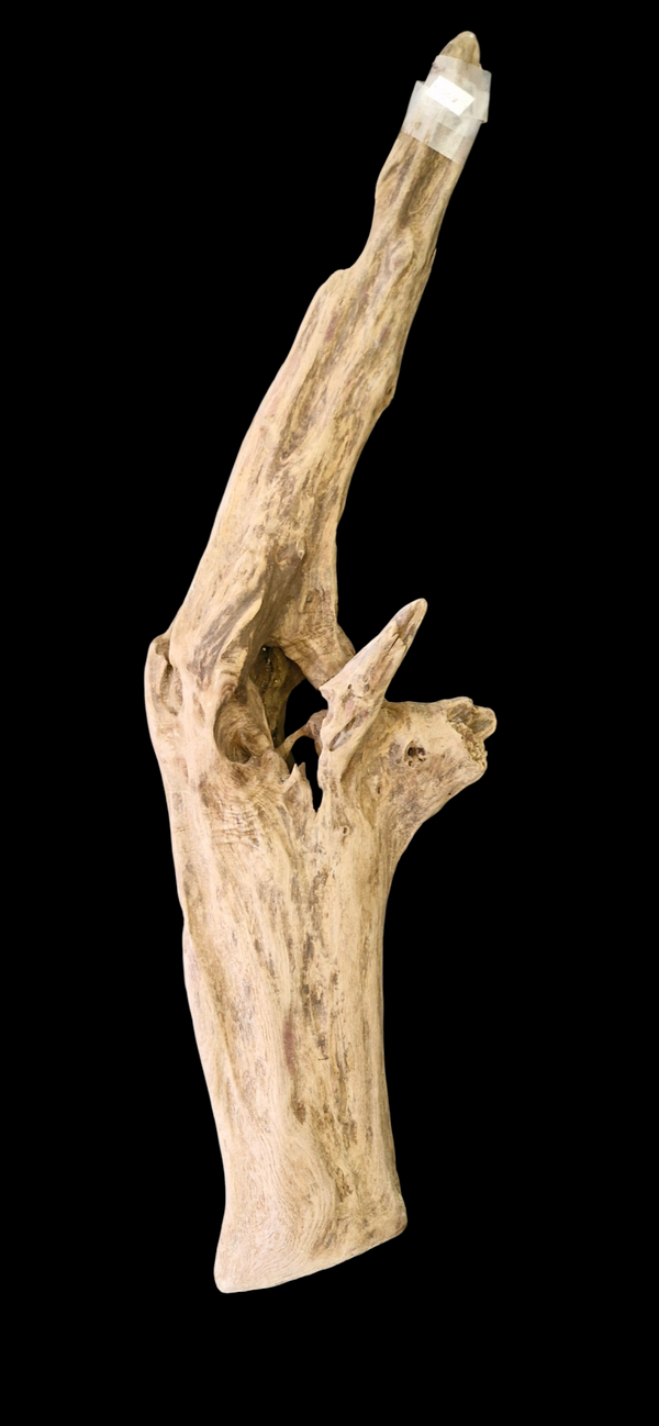 Beau bois flotté creuser naturellement 81 cm