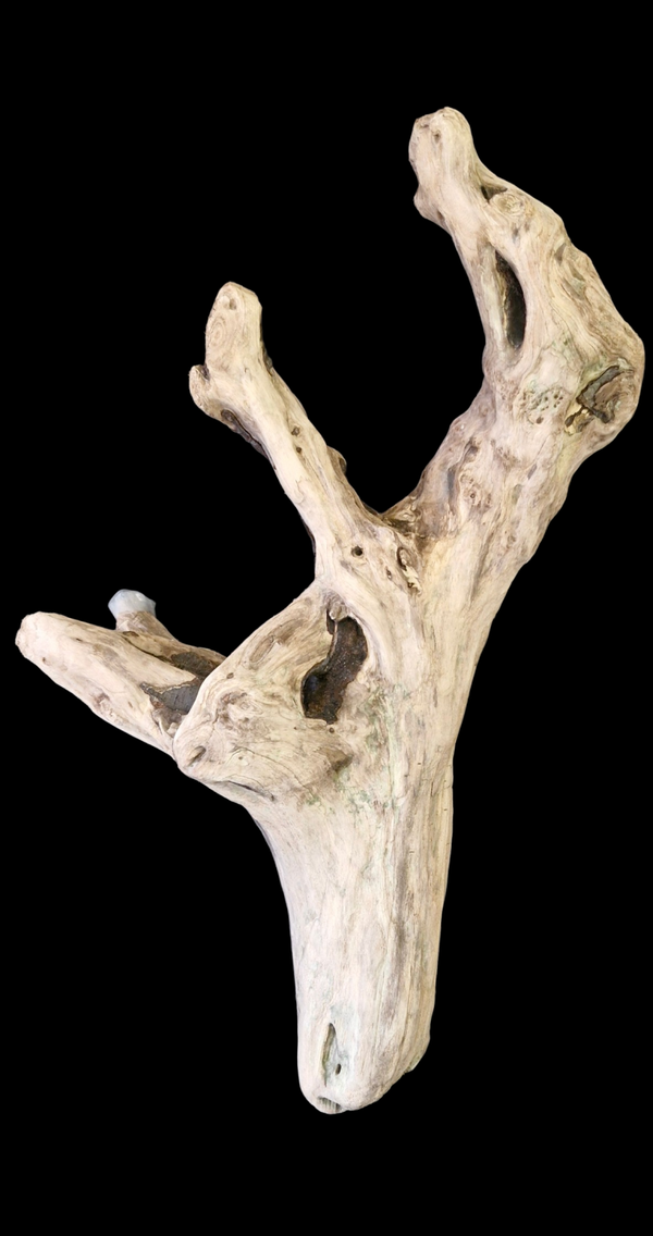 Magnifique bois flotté 79 cm
