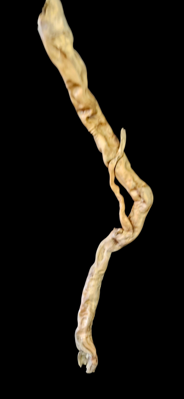 Belle racine flotté 86.3 cm