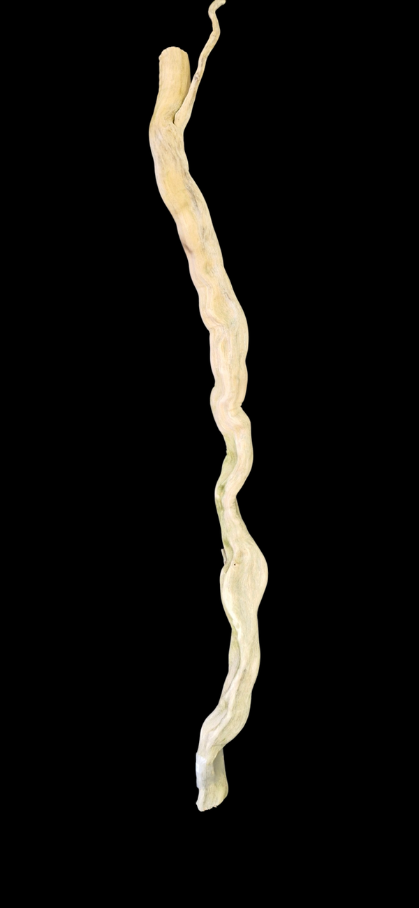 Racine flotté 83 cm