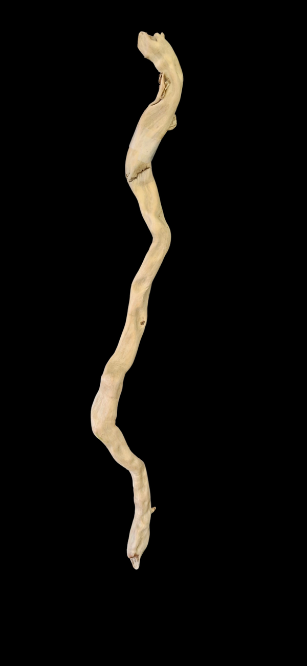 Racine flotté 65 cm