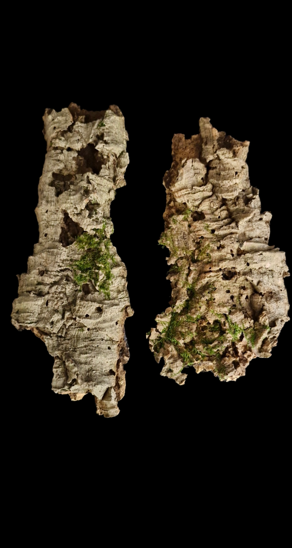 Lot de 2 écorces de liège 34.2 cm à 29.5 cm