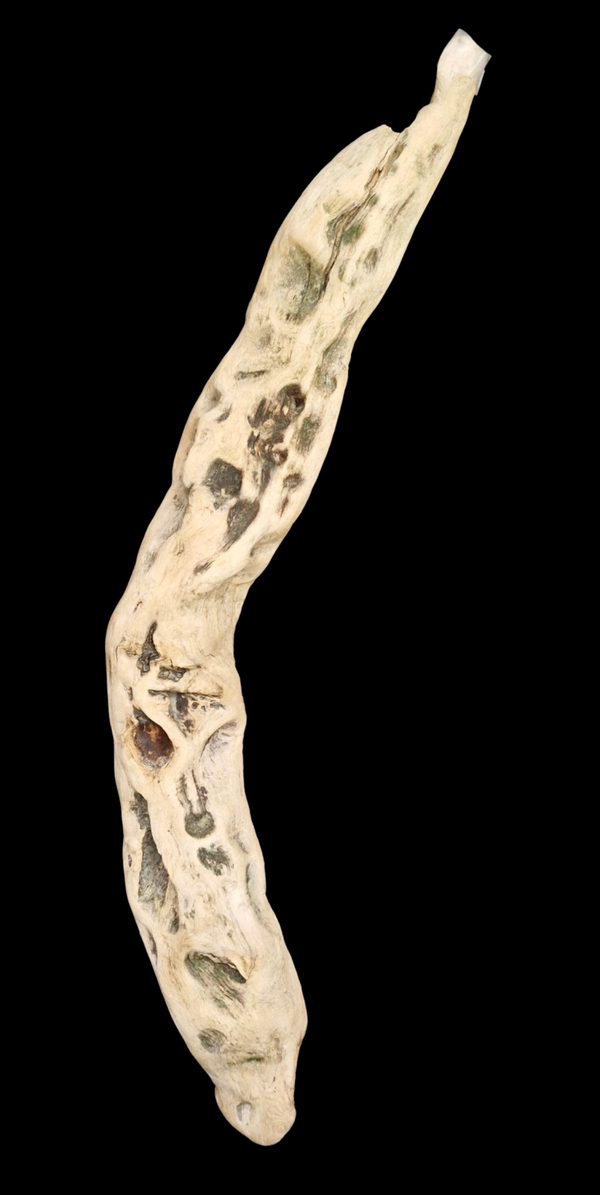 Magnifique Racine flotté 115.5 cm avec pierre incruster