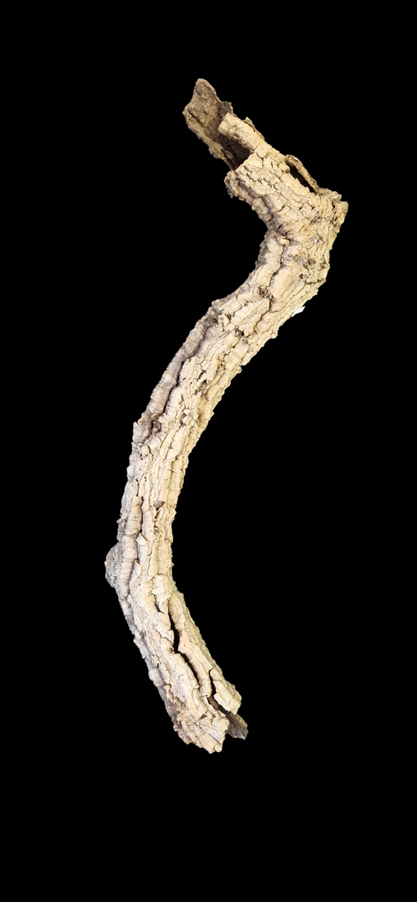 Branche de liège 2 entrées 86.5 cm