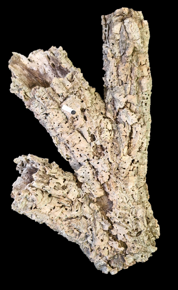 Tube de liège 3 entrées 62.5 cm