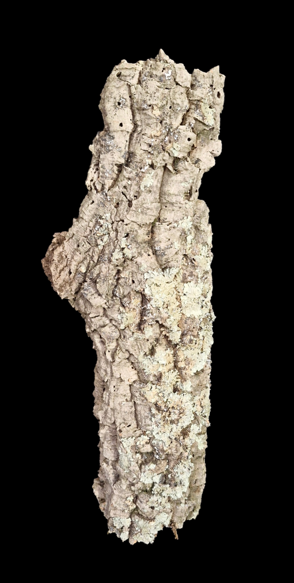 Tube de liège tiens seul avec 2 entrées 65 cm