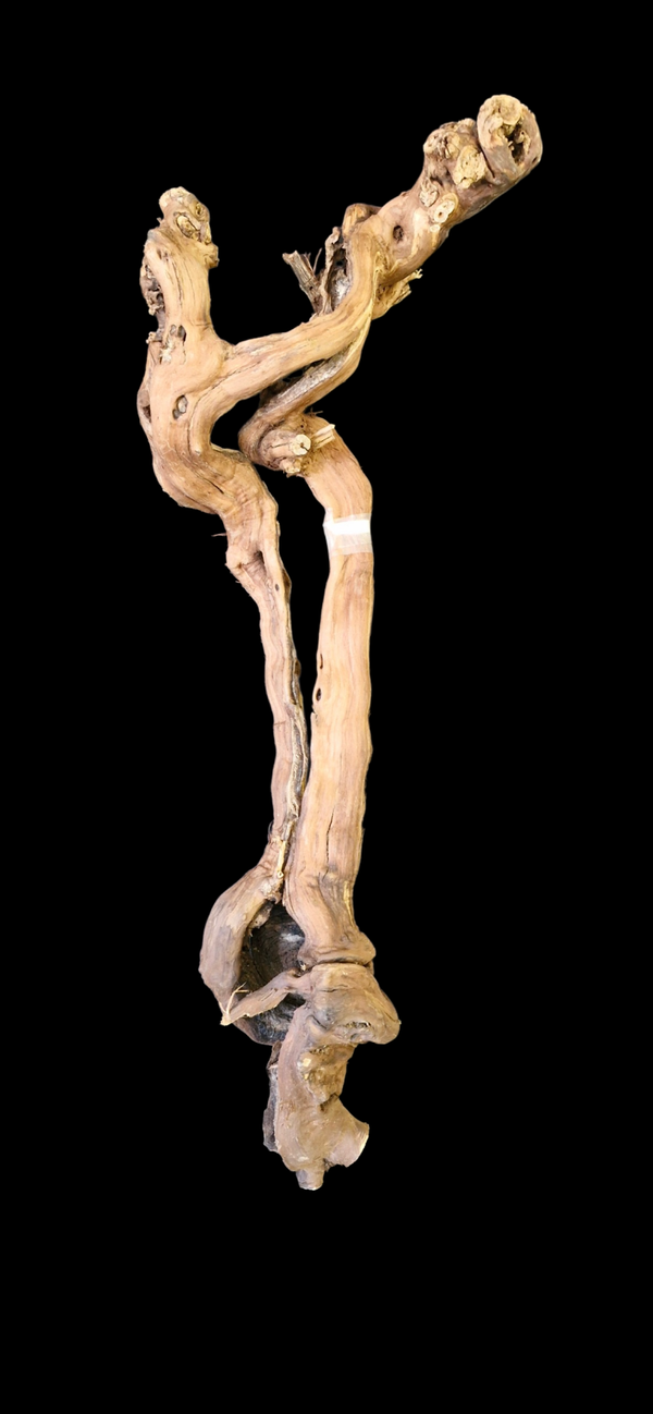 Pied de vigne 82.5 cm