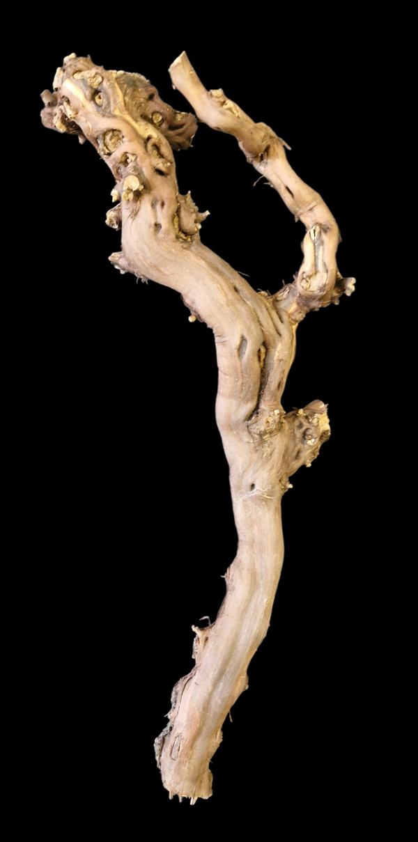 Pied de vigne 65.3 cm