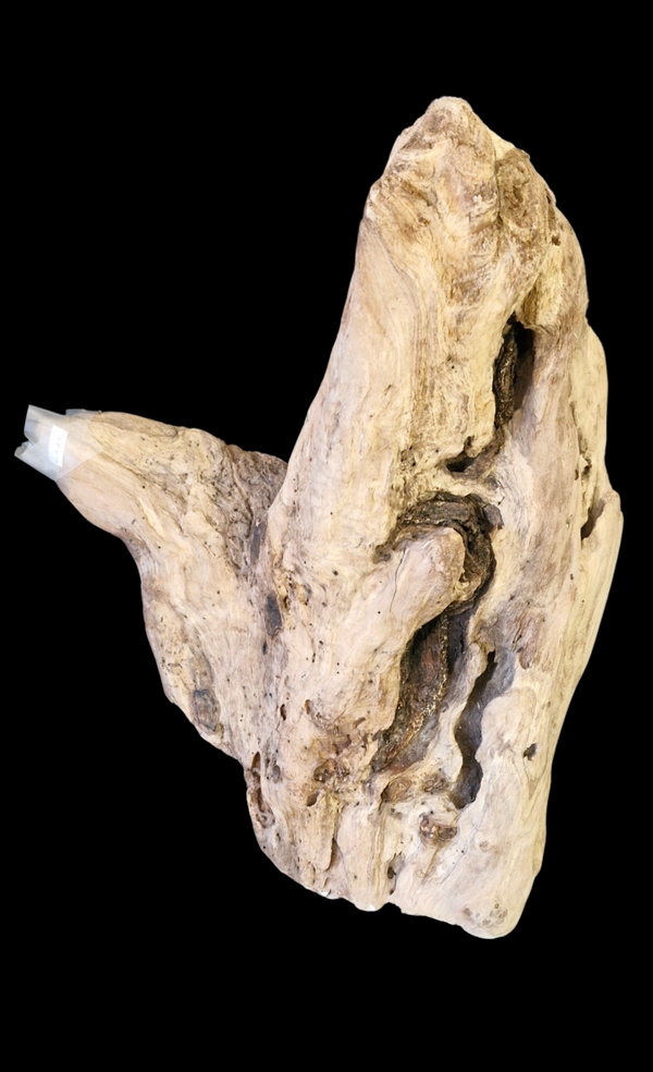 Beau bois flotté 53 cm par 40 cm